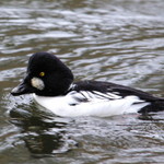 IMGP0052