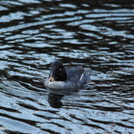 IMGP0236